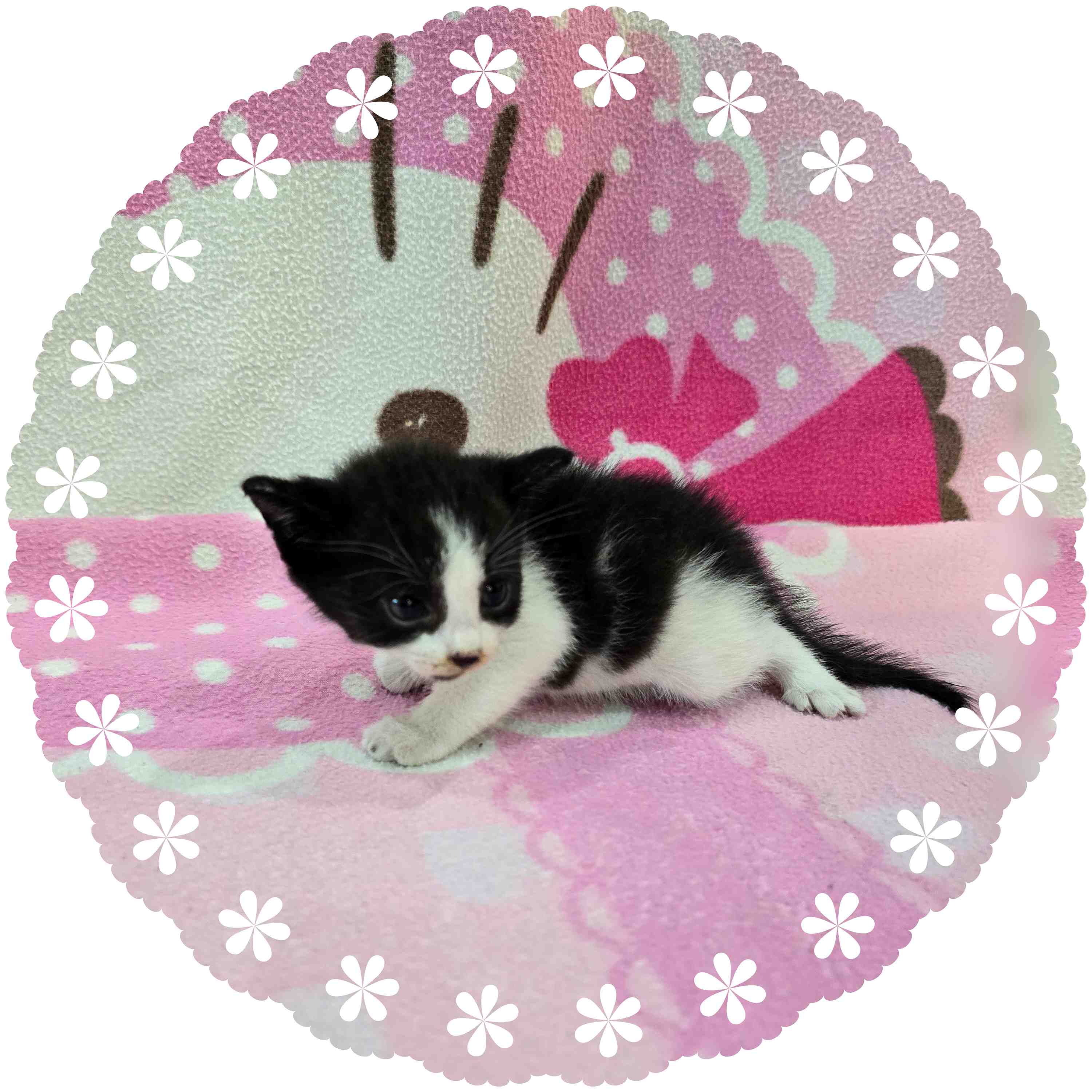 군산유기동물보호센터_445467202401437